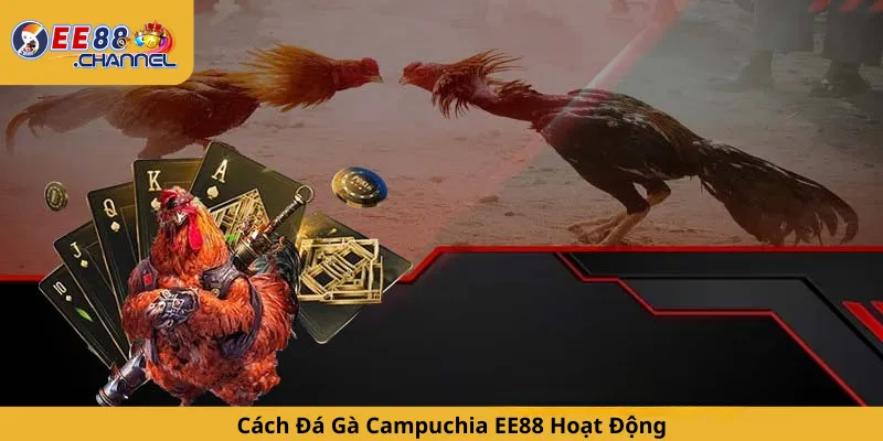 Cách Đá Gà Campuchia EE88 Hoạt Động