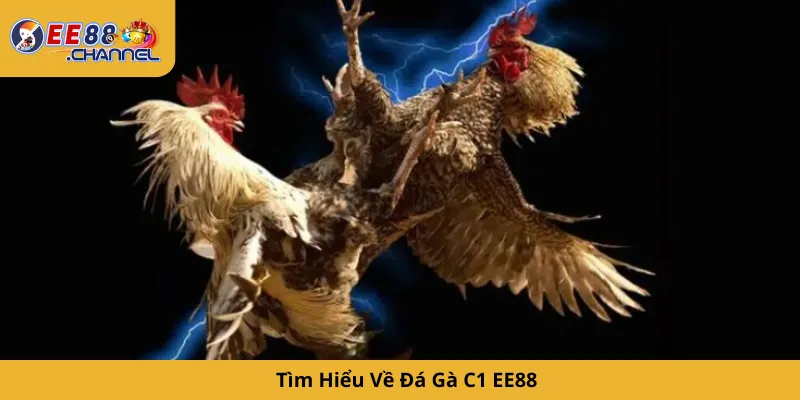 Tìm Hiểu Về Đá Gà C1 EE88