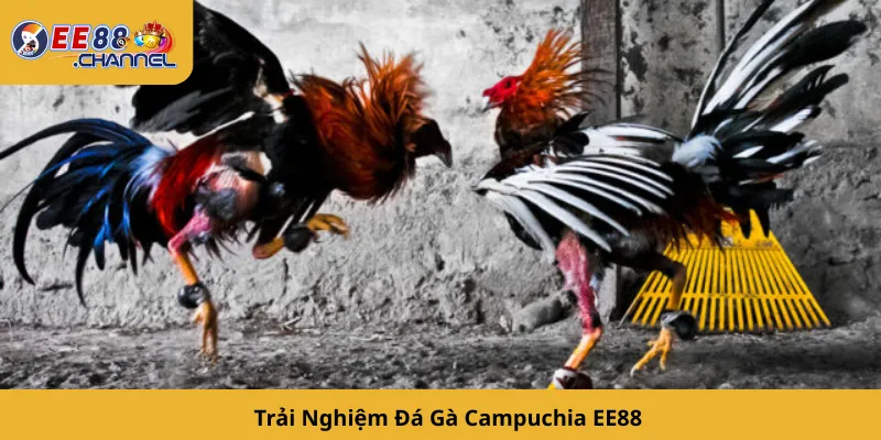 Trải Nghiệm Đá Gà Campuchia EE88