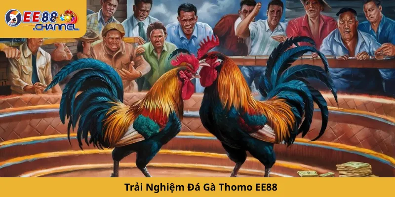 Trải Nghiệm Đá Gà Thomo EE88